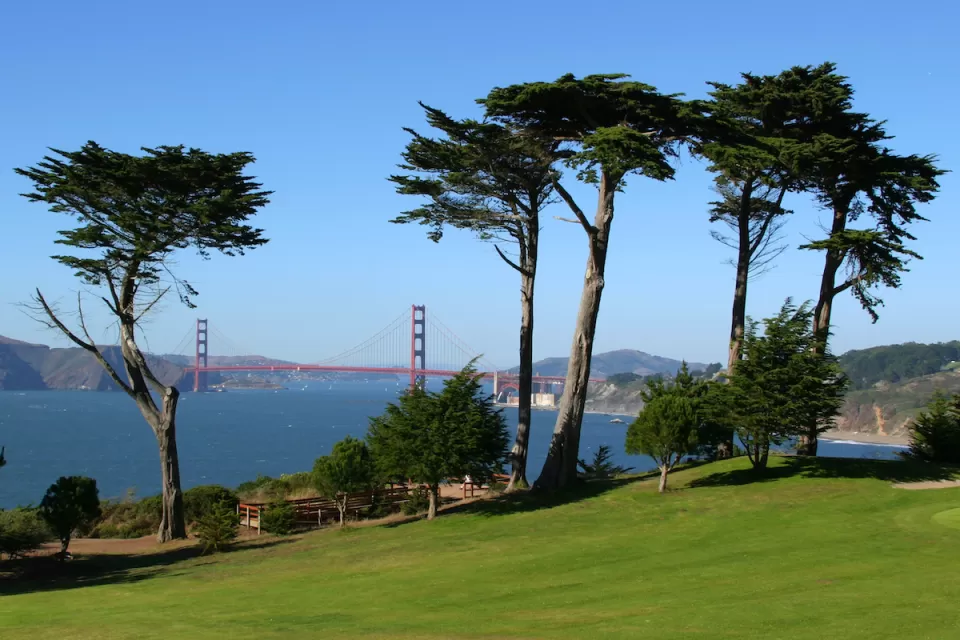 View of Golden Gate Bridge from Presidio Golf Course with tall trees in foreground in San Francisco, California.